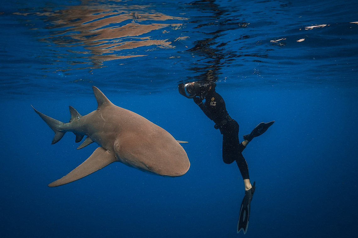Lemon Shark, Jupiter FL // Mahallia Budds