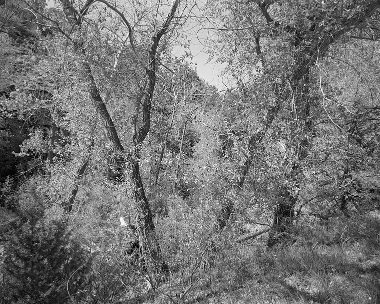 Richard Rothman 