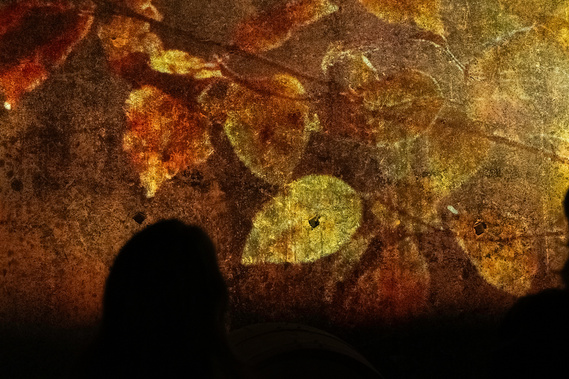 Château Cérons Sauternes wine winery bordeaux bodega france vigne vignoble vineyard grape liquoreux automne fall vigneron wine maker main hands water drop tourism tourisme oenotourisme expérience immersive installation projection sound asmr storytelling