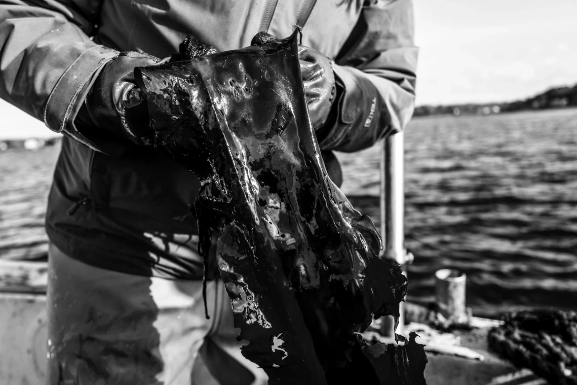 Kelp Farmer in Maine
