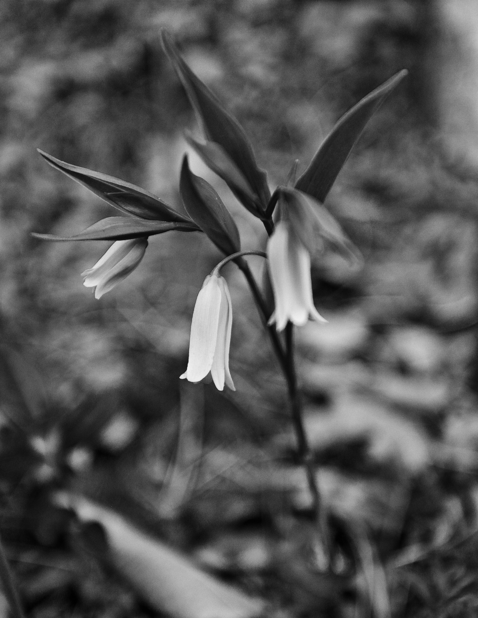 Mountain Bellwort image in black and white that was taken in Western North Carolina, highlighting native plants in the Great Smoky Mountains/Appalachian region.