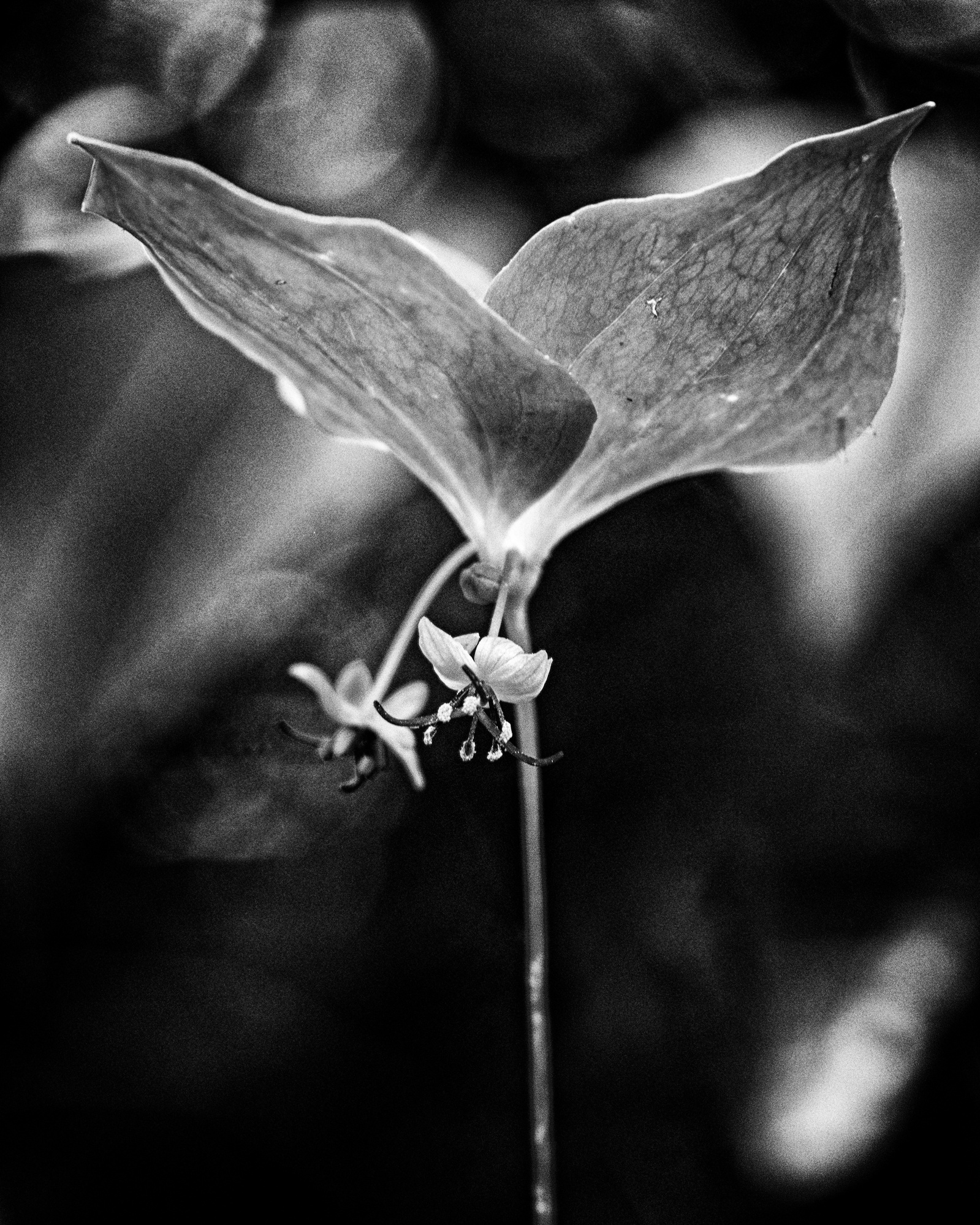 A black and white image of Indian Cucumber Root when in bloom. 2 Blooms hang below the leaves of the plant, with a shallow depth of field (blurred background).