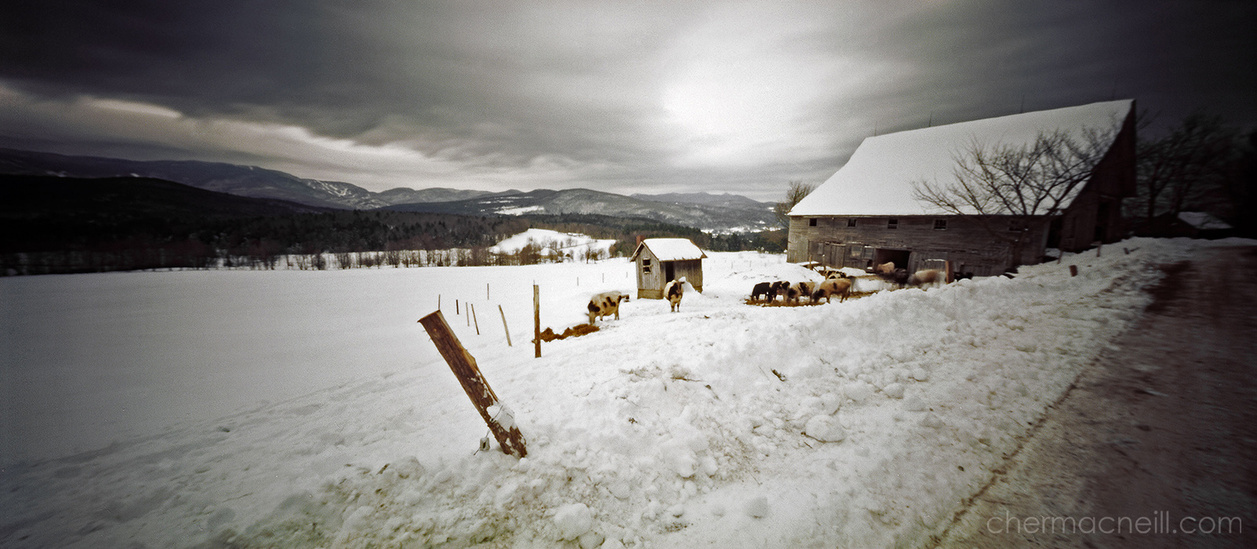 digital scan of panoramic pinhole photo of winter landscape of cows outside of an old barn with the Green Mountains in the background near Waitsfield, Vermont