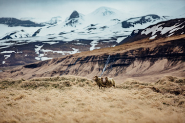 Iceland, horses, wild horses, Sheep