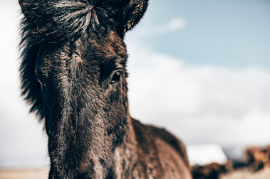 Iceland, horses, wild horses