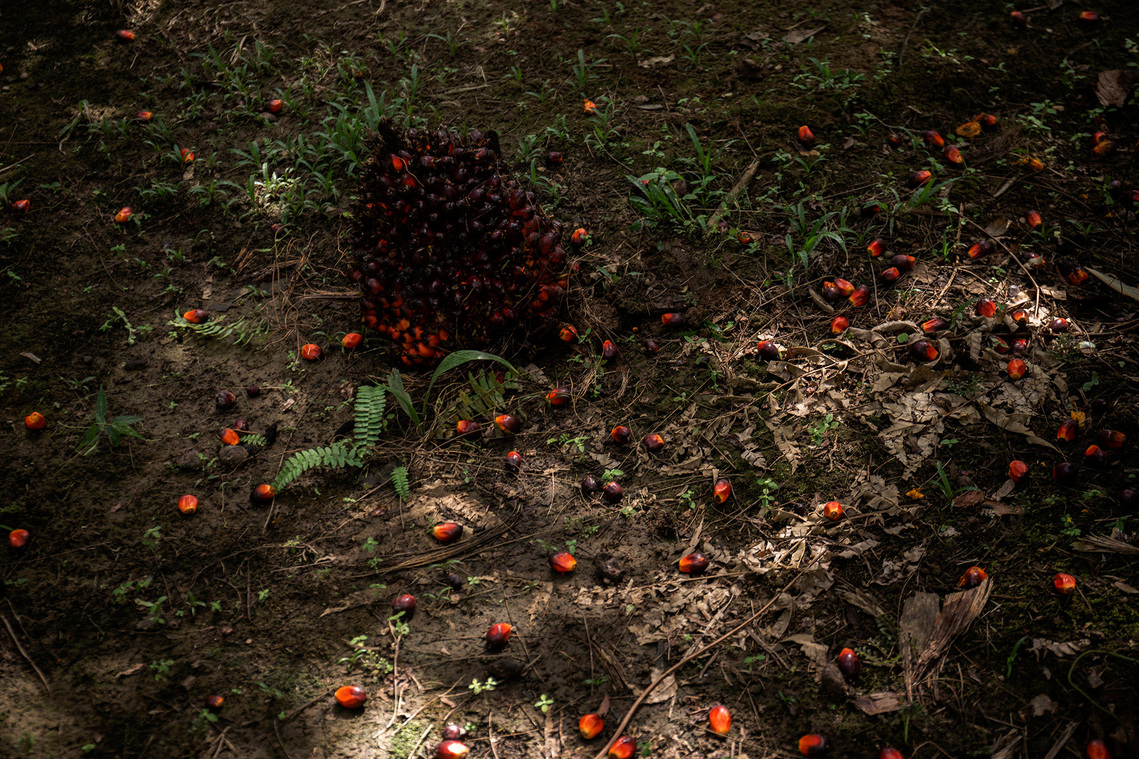 Boven Digul, Papua, Indonesia, 2019. Oil palm fruit, workers must collect fruit that is separated from the main fruit cluster.