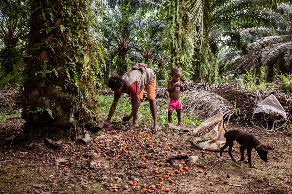 Boven Digul, Papua, Indonesia, 2019. Indigenous Papuan women work to harvest oil palm with her children.
