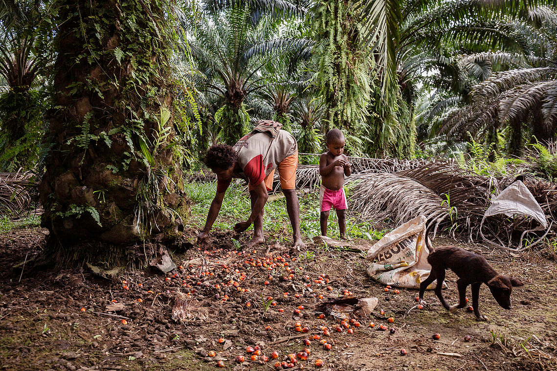 Boven Digul, Papua, Indonesia, 2019. Indigenous Papuan women work to harvest oil palm with her children.