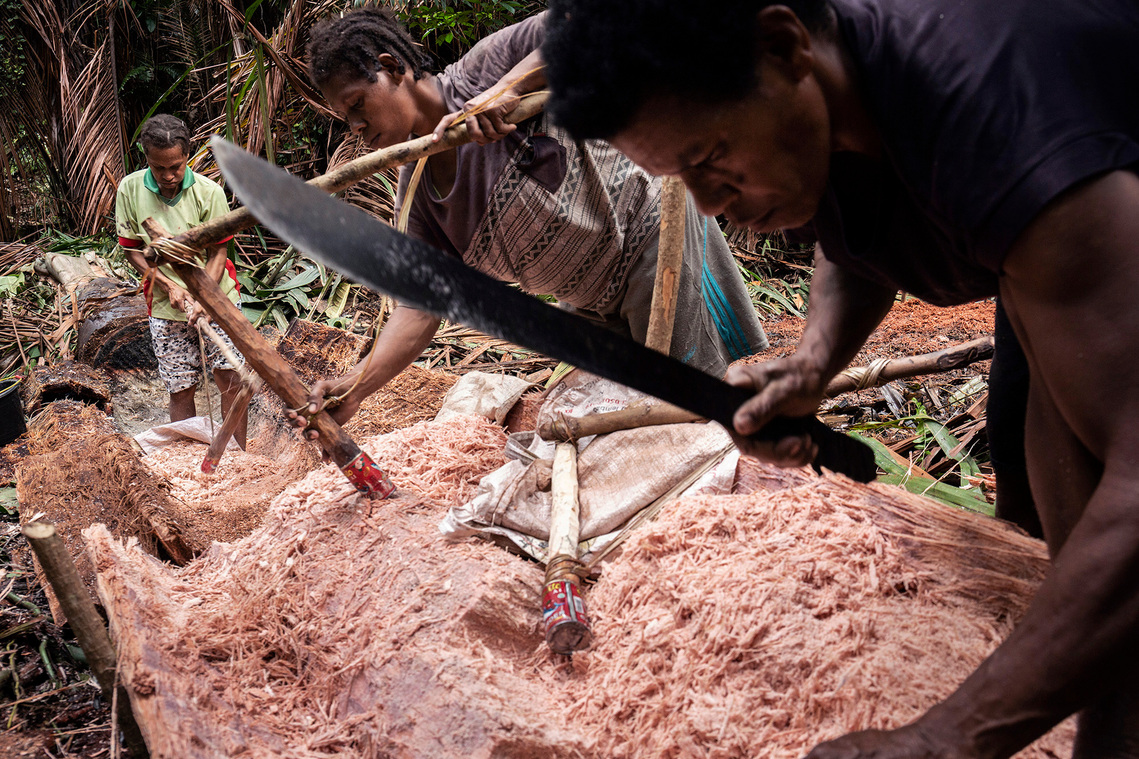 Boven Digul, Papua, Indonesia, 2019. A number of women harvest sago belonging to clan relatives. A number of clans who have sold their forest and land to oil palm companies have lost their sago groves.