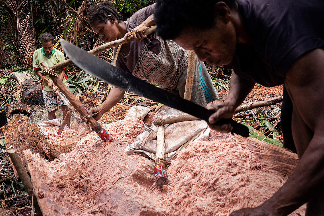 Boven Digul, Papua, Indonesia, 2019. A number of women harvest sago belonging to clan relatives. A number of clans who have sold their forest and land to oil palm companies have lost their sago groves.