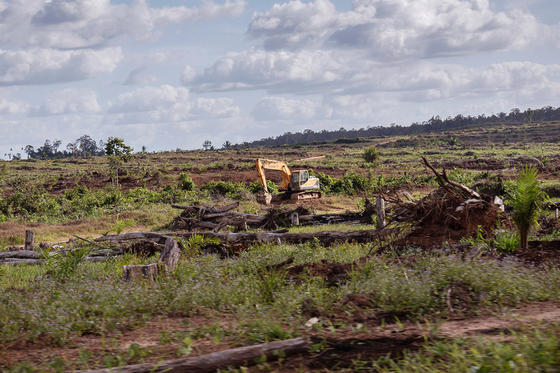 Boven Digul, Papua, Indonesia, 2019. Tropical forest cleared for oil palm areas.