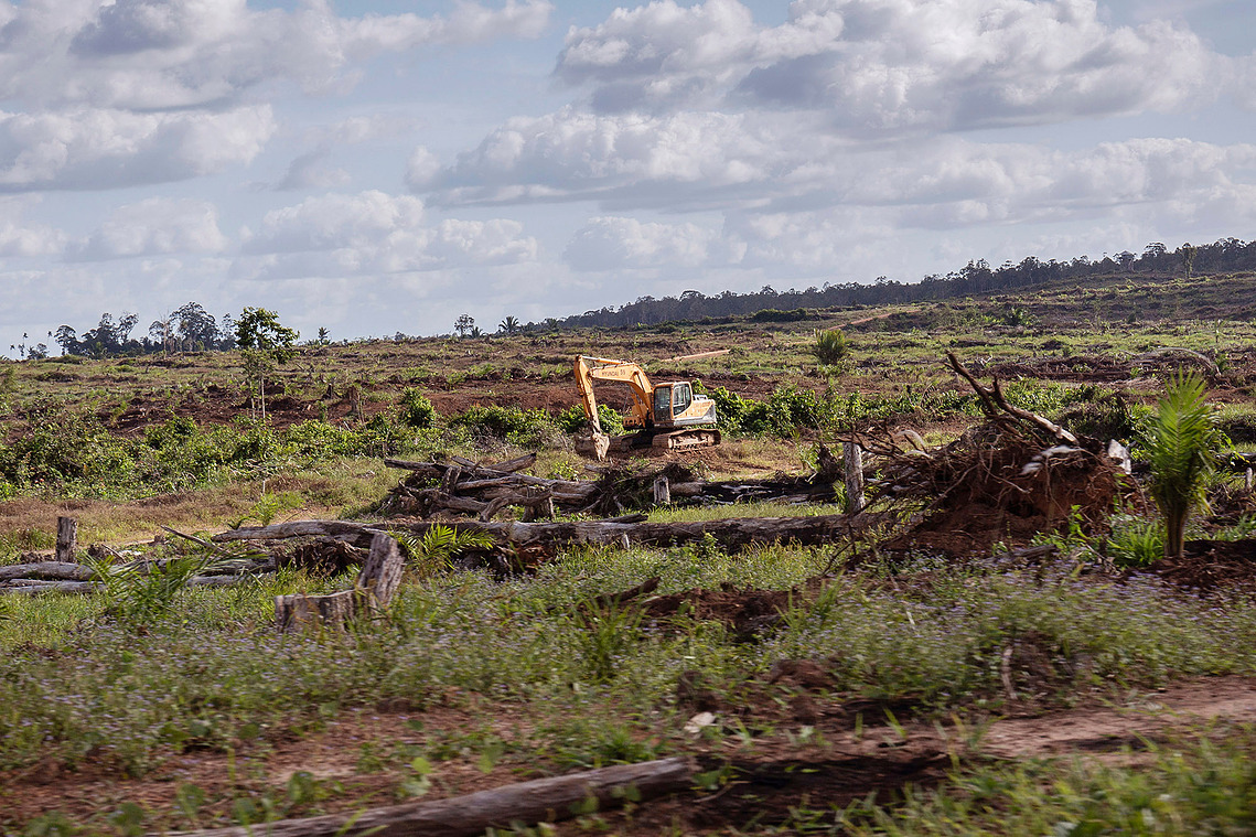 Boven Digul, Papua, Indonesia, 2019. Tropical forest cleared for oil palm areas.