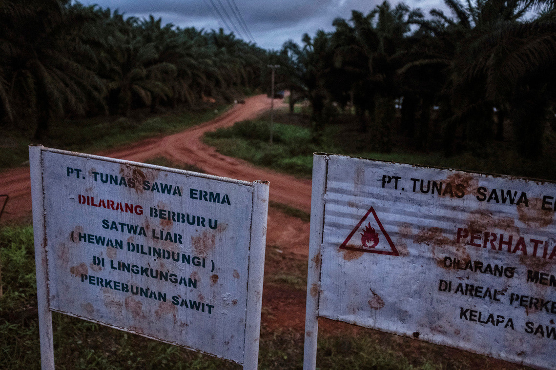 Merauke, Papua, Indonesia, 2019. A sign in one of oil palm concessions in southern Papua prohibiting hunting of animals.