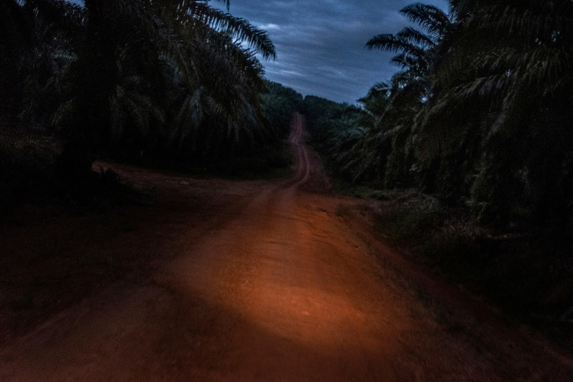 Merauke, Papua, Indonesia, 2019. Oil palm plantation areas replace customary forest land and sago groves.
