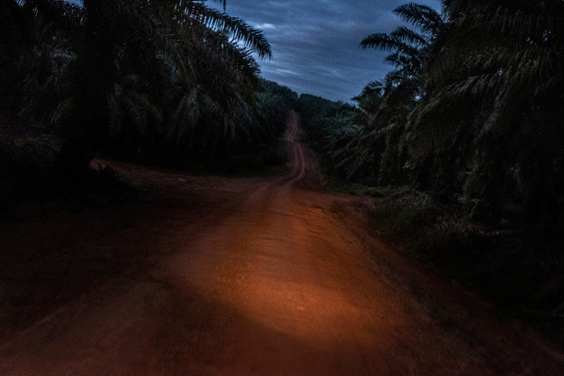 Merauke, Papua, Indonesia, 2019. Oil palm plantation areas replace customary forest land and sago groves.