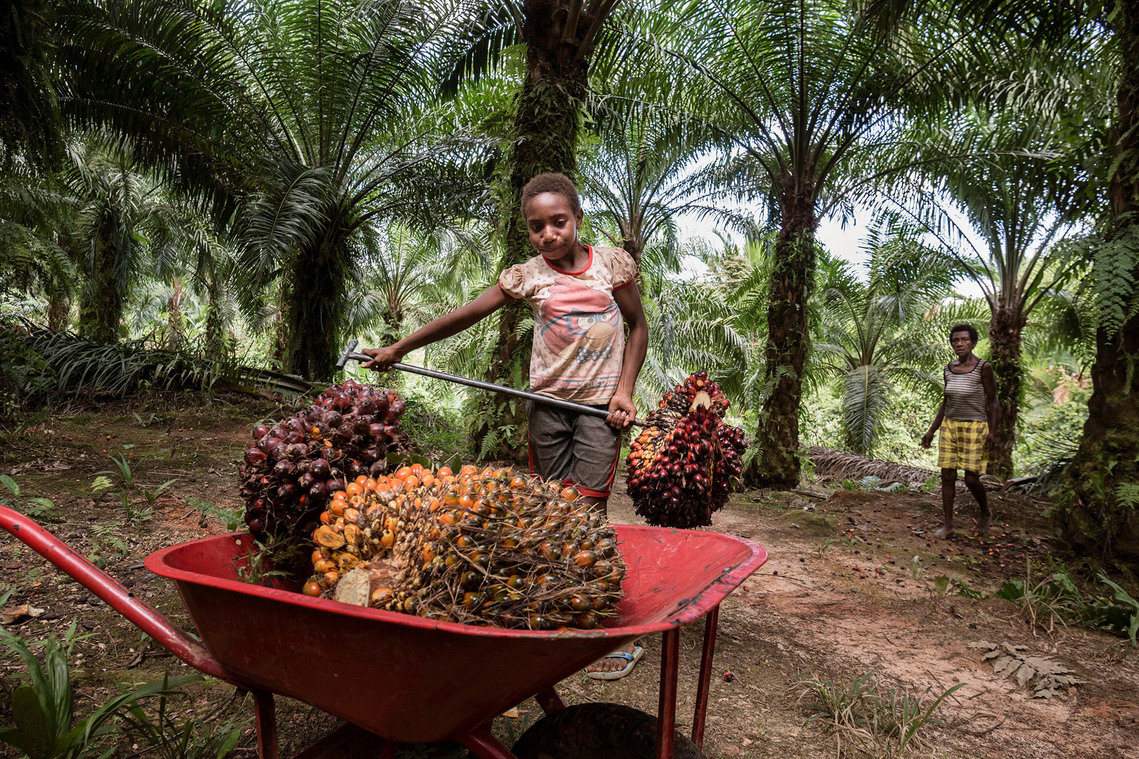 Boven Digul, Papua, Indonesia, 2019. Samela, 10, never went to school and works in an oil palm plantation with her grandmother.