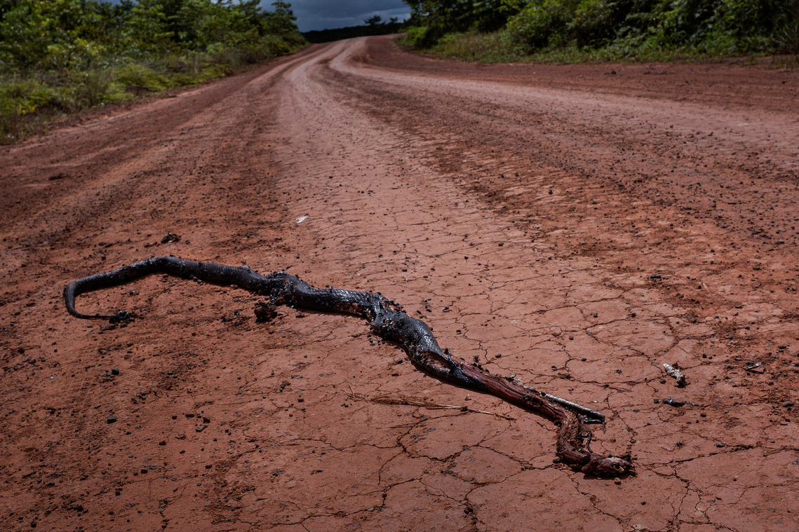 Merauke, Papua, Indonesia, 2019. A snake crushed in the plantation road.