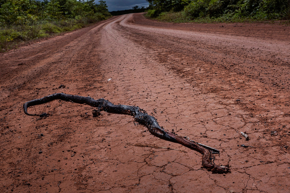 Merauke, Papua, Indonesia, 2019. A snake crushed in the plantation road.