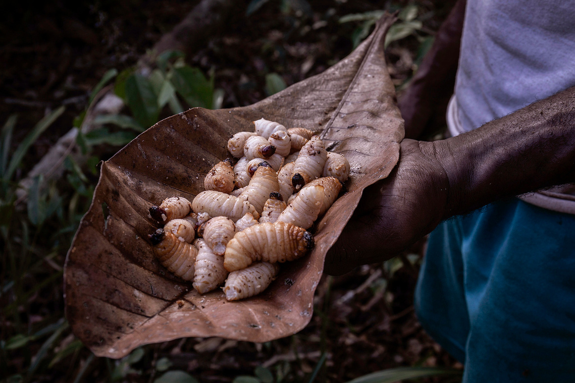 Boven Digul, Papua, Indonesia, 2019. Grubs that live in sago palms is a source of protein for the indigenous community.