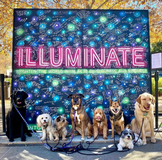 Group of eight dogs dogs standing in front of Hanukkah mural with painted neon lights. The large word reads 
