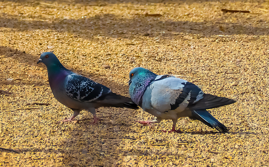 Two pigeons stand on sandy desert soil at Riparian Preserve, a reminder of Arizona’s urban wildlife thriving in natural habitats.