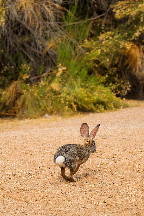 A desert cottontail rabbit hops down a dirt path at Riparian Preserve, its white tail visible as it retreats into the surrounding greenery.