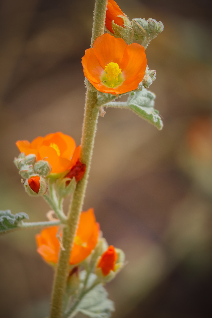 A macro image of vibrant orange desert globemallow blossoms blooming at Riparian Preserve, with soft background bokeh for a dreamy, botanical feel.