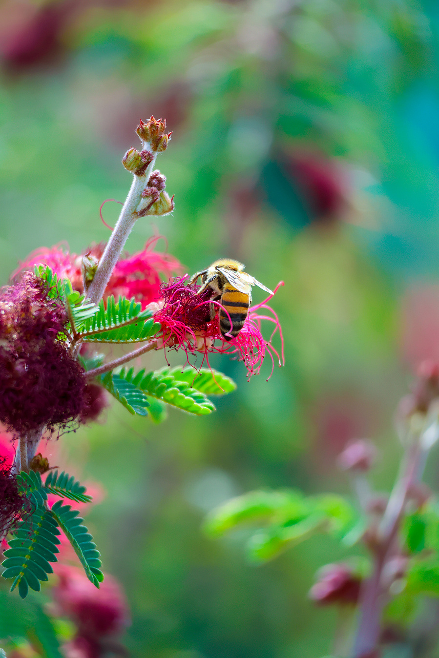 A honeybee gathers pollen from a vivid red fairy duster flower surrounded by green leaves at Riparian Preserve, capturing the area's pollinator activity.