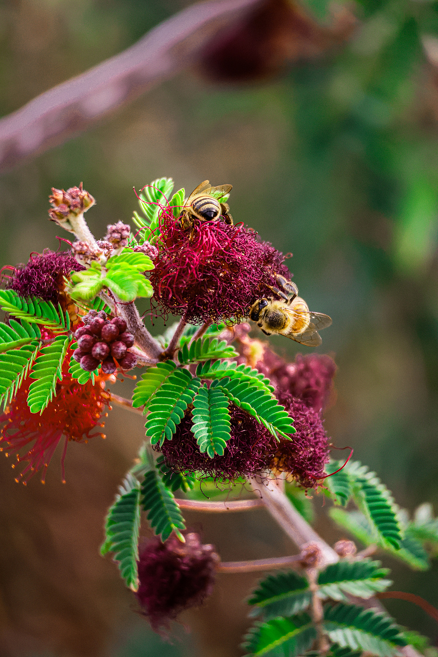 Multiple bees cluster on bright red fairy duster blooms at Riparian Preserve at Water Ranch in Mesa, Arizona, showcasing native flora and active pollinators.
