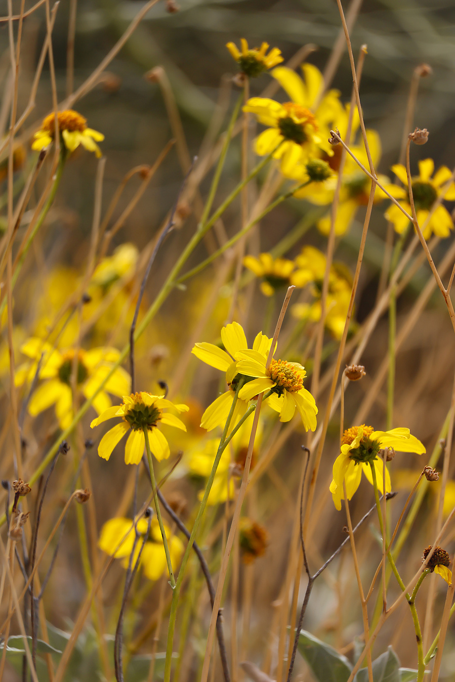 A close-up shot of vibrant yellow desert wildflowers swaying gently in the breeze at Riparian Preserve at Water Ranch, highlighting Arizona’s spring flora.