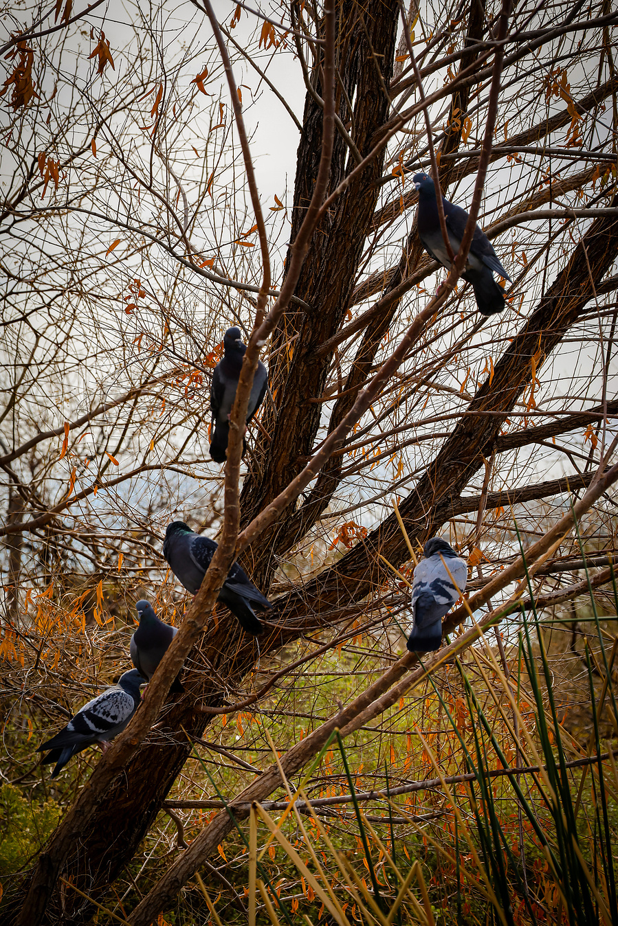 Several pigeons gather on bare winter tree branches near the water at Riparian Preserve, a common sight in this urban wildlife hotspot.