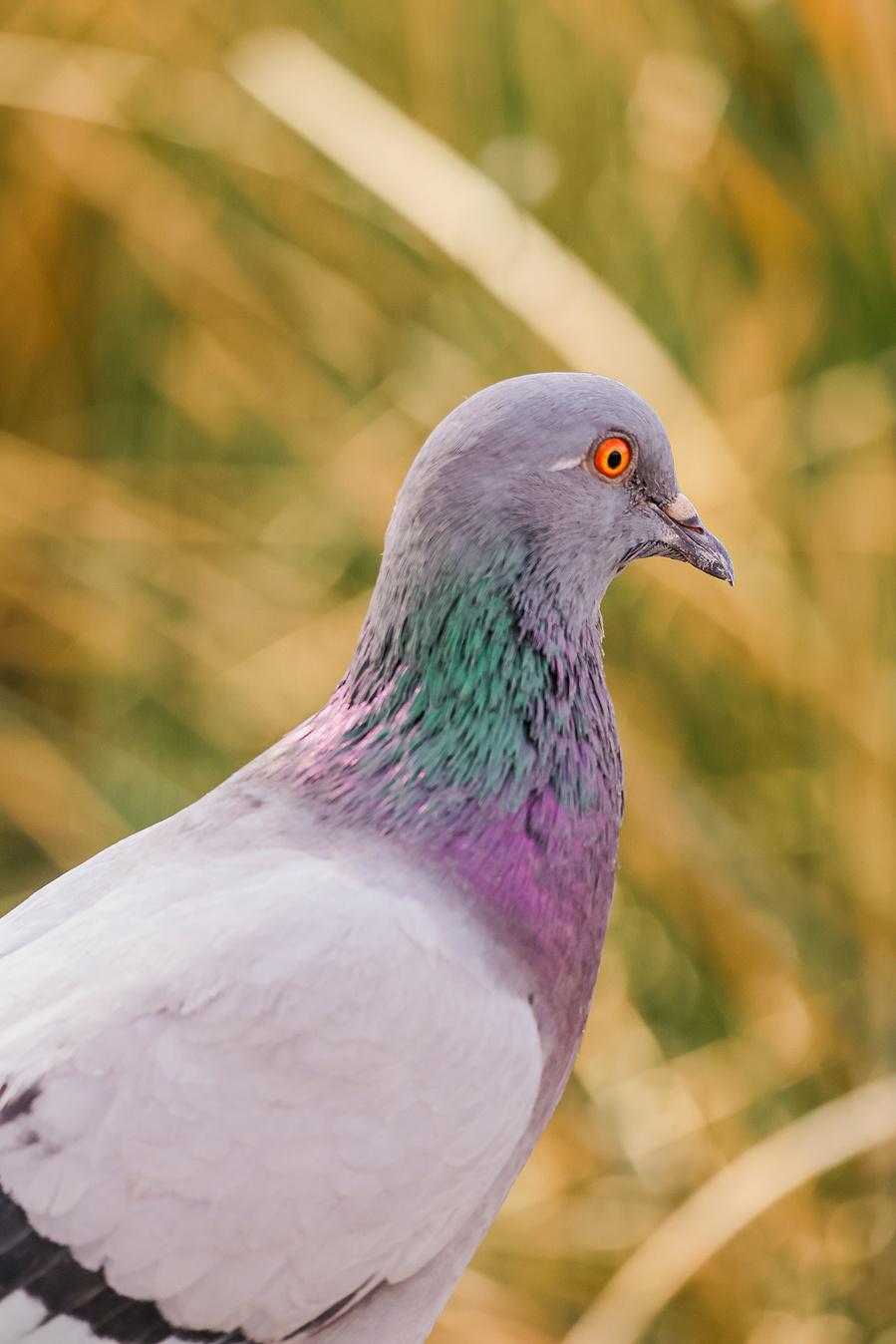 A pigeon with bright orange eyes and iridescent neck feathers stands against a blurred backdrop of golden reeds at Riparian Preserve.