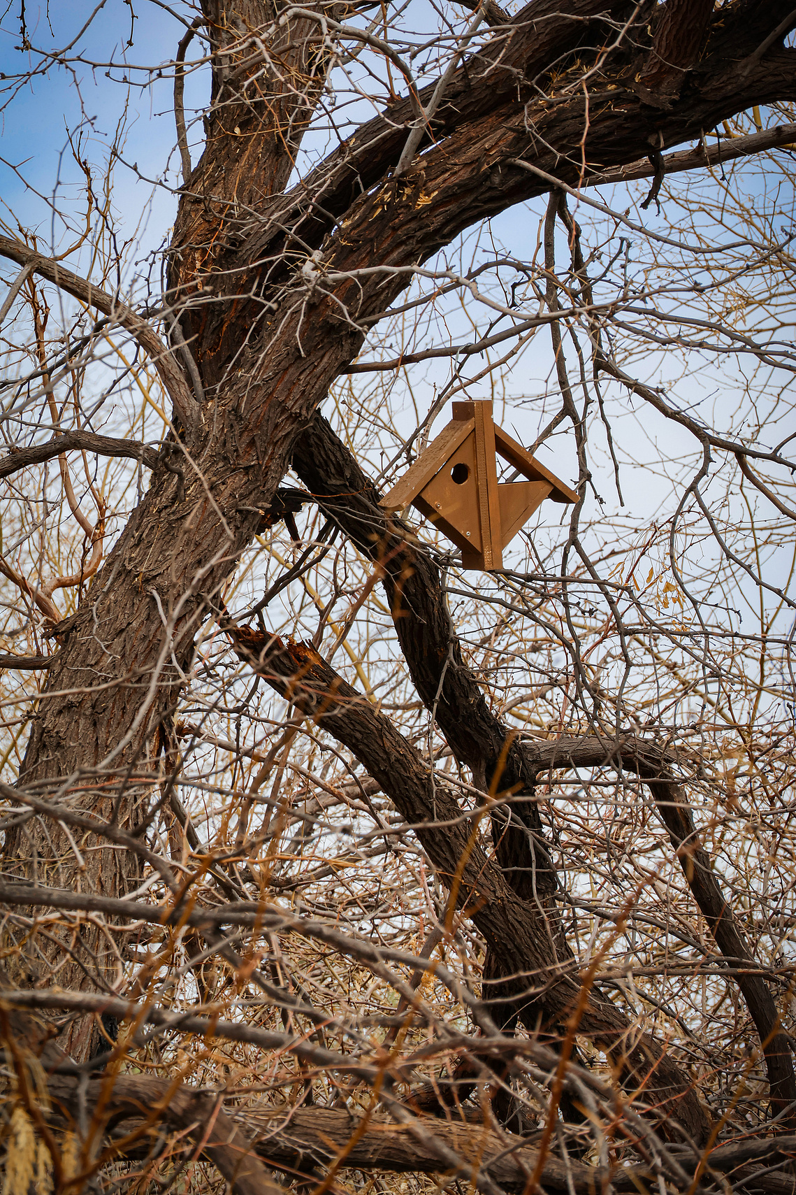 A small wooden birdhouse hangs on the limbs of a leafless tree at Riparian Preserve, blending rustic charm with the preserve’s natural habitat.