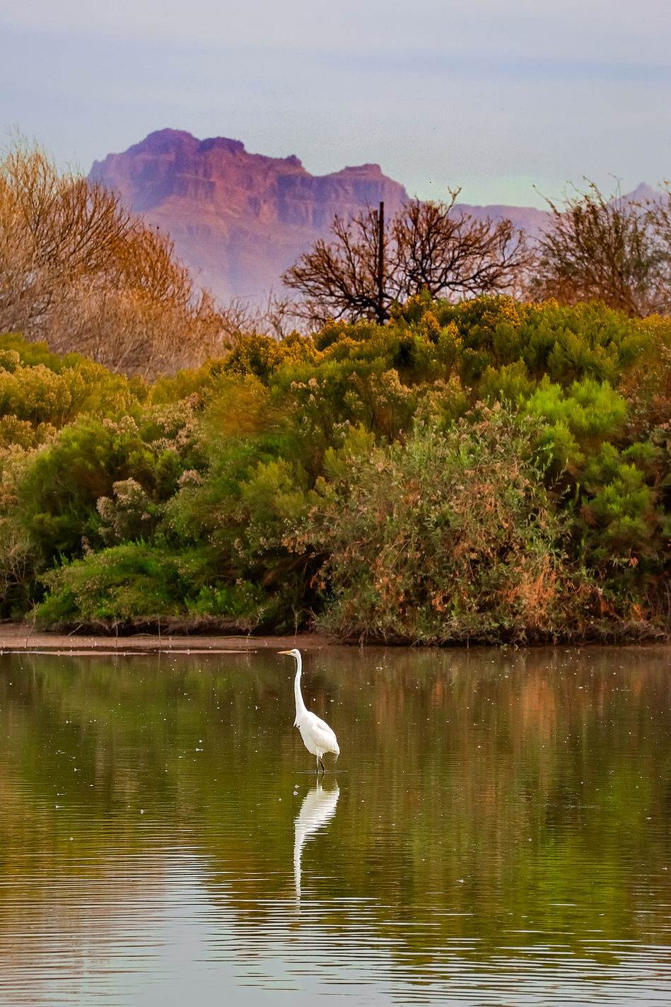 A white egret stands still in the reflective waters of Riparian Preserve at Water Ranch in Mesa, Arizona, with lush desert vegetation and the purple-hued Superstition Mountains rising in the background.