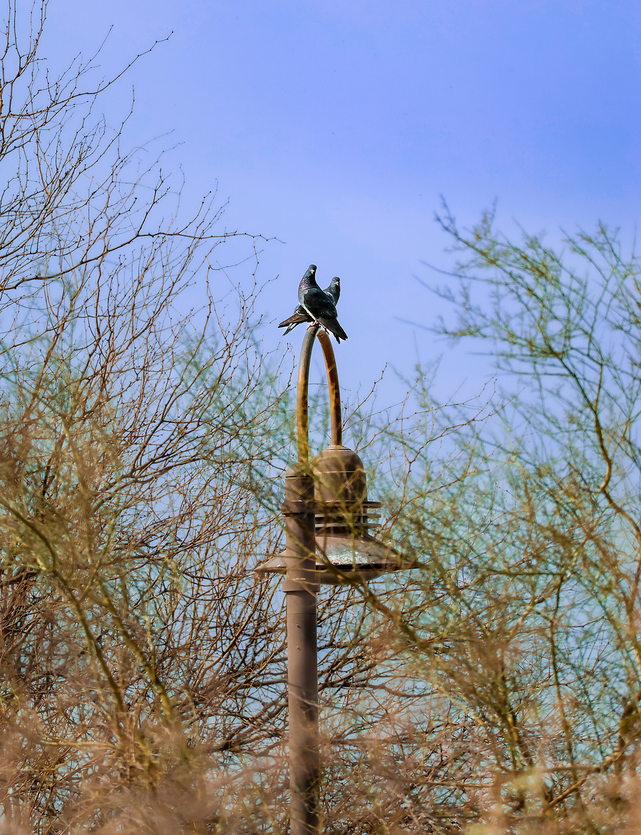 A group of pigeons perch on top of a rustic wooden post at Riparian Preserve at Water Ranch, silhouetted against a pale desert sky.