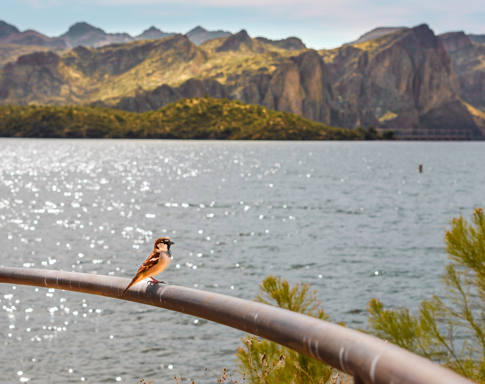 Small bird perched near Saguaro Lake with scenic desert mountains and shimmering water in the background.