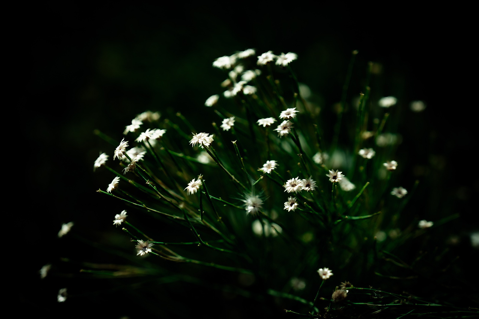 Macro photo of delicate white desert flowers blooming in Arizona's spring landscape.