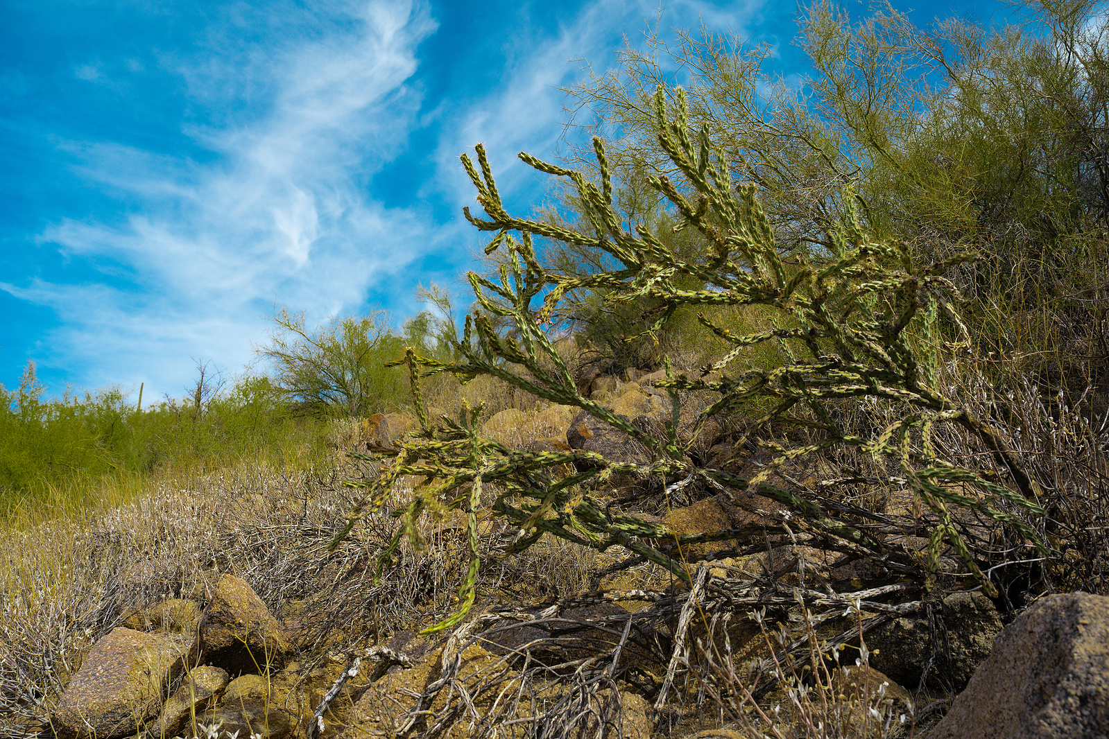 Close-up of desert cactus growing along the mountain slope at Saguaro Lake, Arizona.