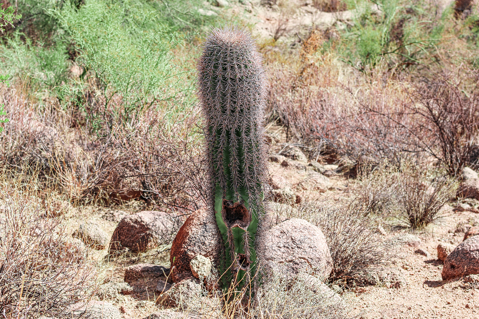 Tall saguaro cactus in the Arizona desert surrounded by shrubs and golden grass.