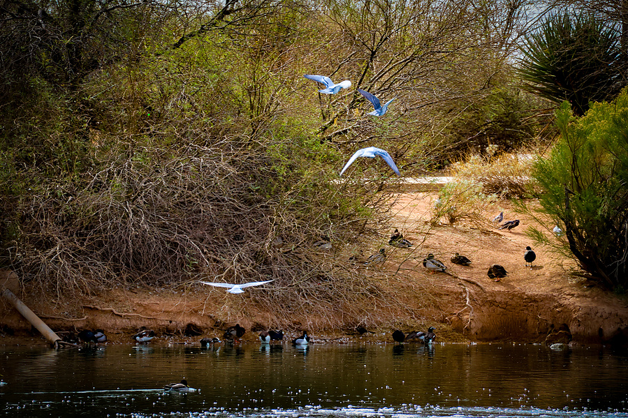 A group of birds fly above the shoreline near thick desert brush at Riparian Preserve, highlighting the area's rich bird activity.