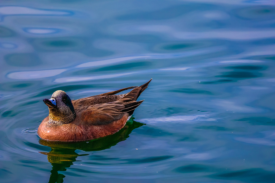 A female duck with soft brown feathers floats gracefully across a vivid blue pond at Riparian Preserve at Water Ranch in Mesa, Arizona.