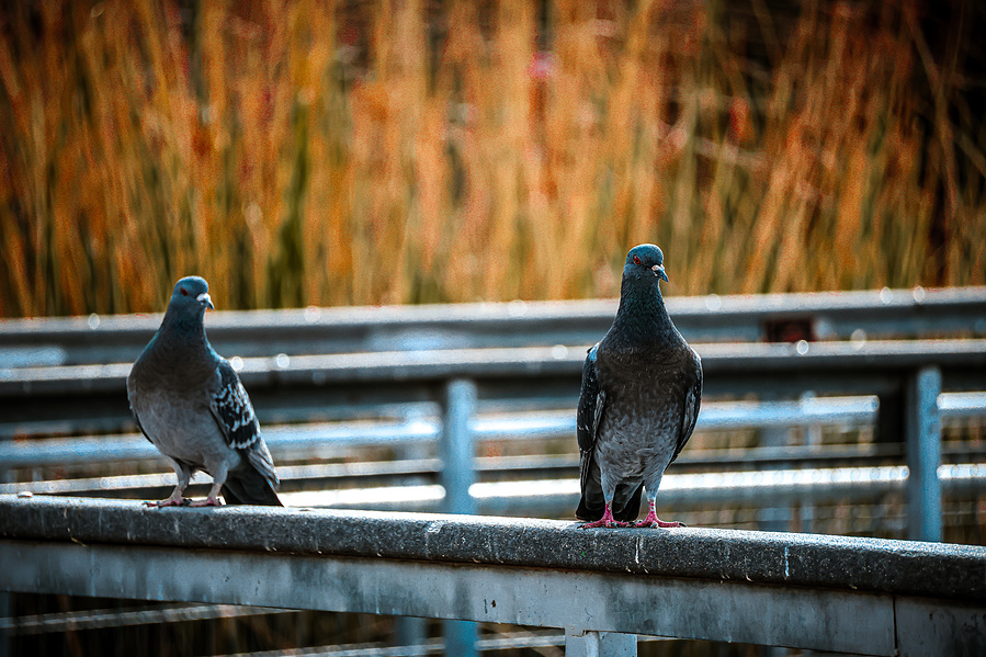 Two pigeons perched on a boardwalk rail at Riparian Preserve at Water Ranch, framed by golden reeds and soft natural light.