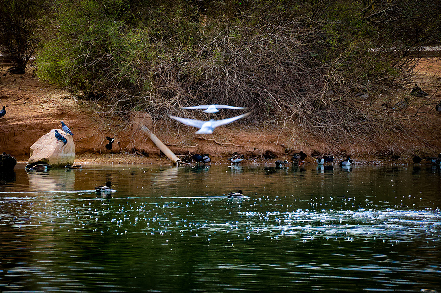 Birds skim across the surface of a pond surrounded by desert foliage at Riparian Preserve, an urban wildlife sanctuary in Mesa, Arizona.