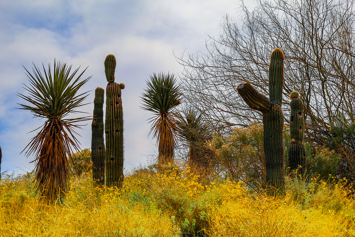 Tall saguaro cacti and yucca plants rise among a field of golden wildflowers under a bright desert sky at Riparian Preserve in Mesa, Arizona, showcasing seasonal desert blooms.
