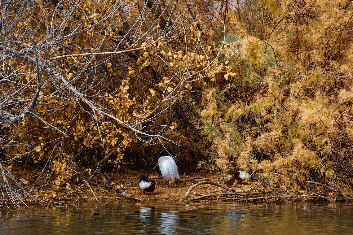A peaceful scene at Riparian Preserve at Water Ranch in Arizona, featuring a white egret and two ducks standing at the edge of a calm pond, surrounded by golden autumn foliage and dry desert brush.