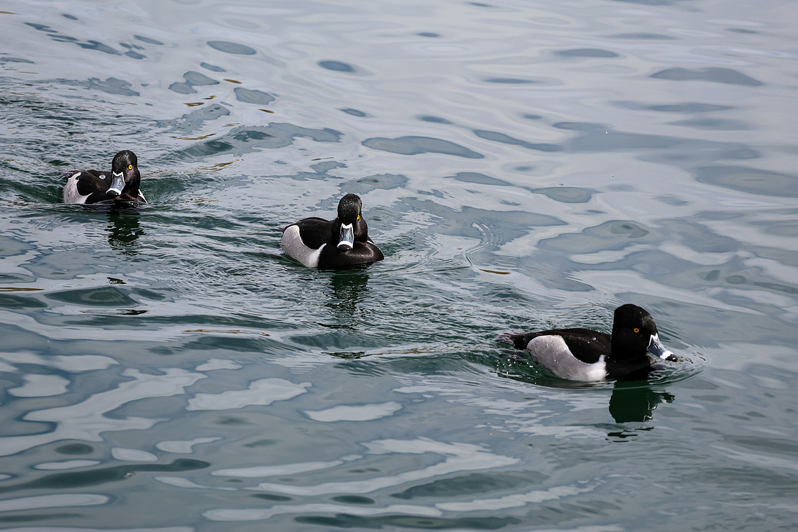 Three ring-necked ducks swim in a diagonal formation across the calm, rippling waters of Riparian Preserve at Water Ranch in Mesa, Arizona. The lead duck is positioned in the foreground, creating depth and movement, while the soft, bluish tones.