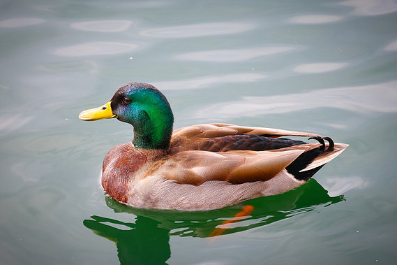 A vibrant green-headed mallard duck floats peacefully in the pond at Riparian Preserve at Water Ranch in Mesa, Arizona, reflecting calm desert beauty and local wildlife.