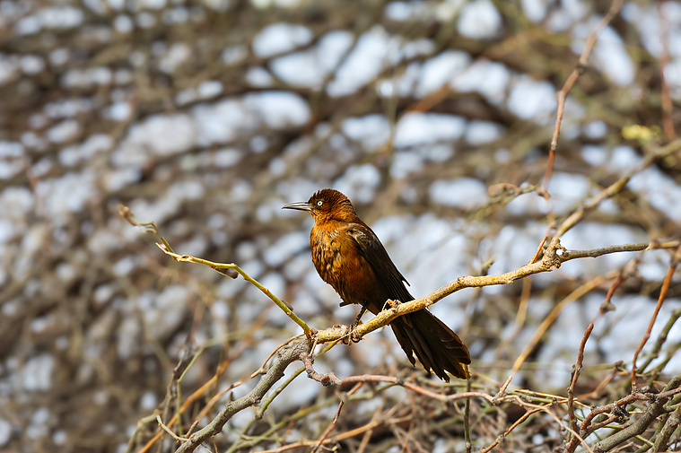 A close-up of a rust-colored bird perched on twisted desert branches at Riparian Preserve at Water Ranch in Mesa, Arizona. Captured in natural light, this wild bird's vivid plumage and piercing eye highlight the diverse wildlife and bird watching.