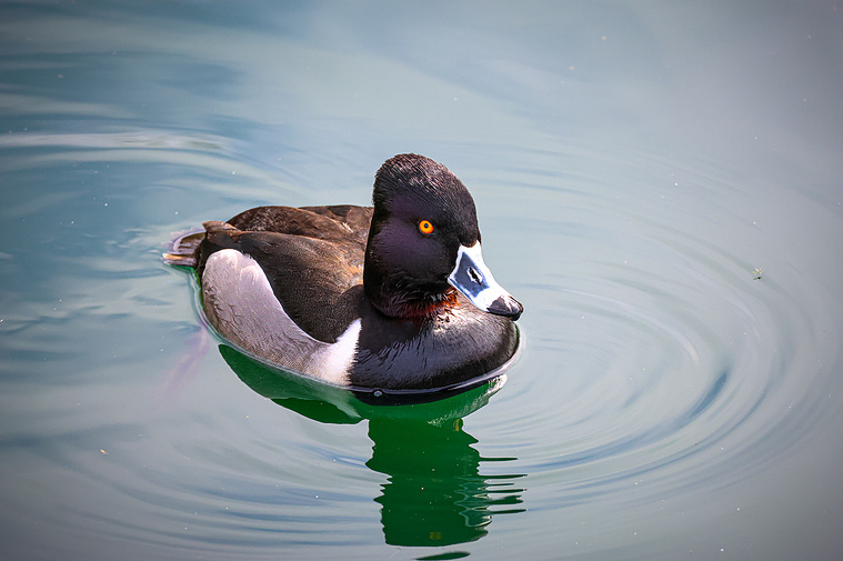 A striking ring-necked duck with orange eyes and glossy feathers floats on still water at Riparian Preserve, showcasing the wildlife diversity in Mesa, Arizona.