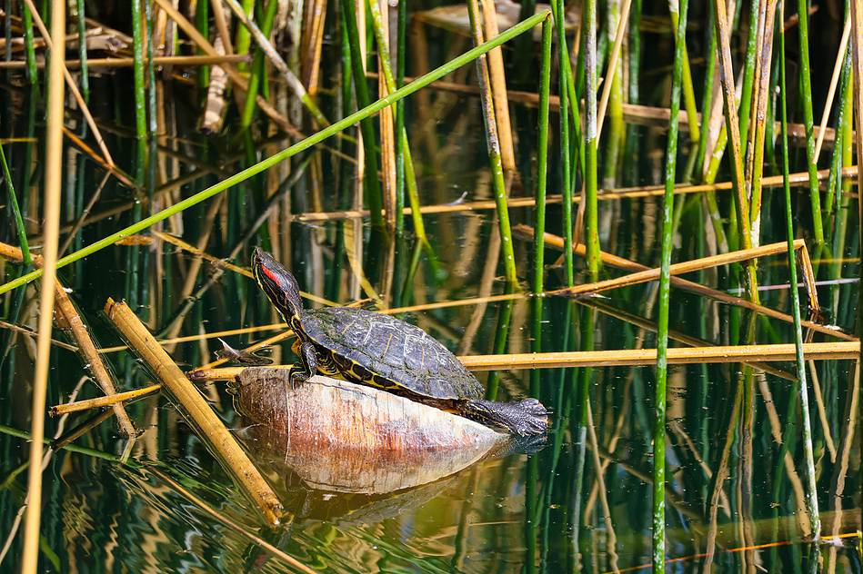 A red-eared slider turtle lounges on a partially submerged log surrounded by tall green reeds at Riparian Preserve at Water Ranch in Mesa, Arizona. The peaceful reptile scene highlights the preserve's rich ecosystem and serene wildlife moments.